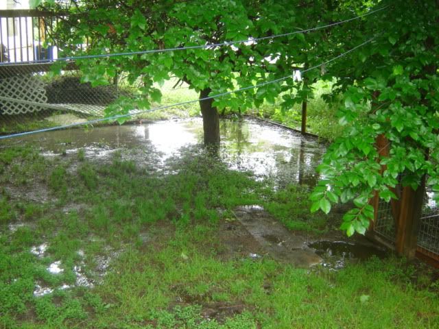 Flood under the apple tree July 2011